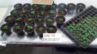 Paulownia seedling cultivation with 27 days fb Paulownia AgroFarm [upl. by Atnuahsal]