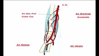 10  Vascularisation du Membre Supérieur [upl. by Darach434]