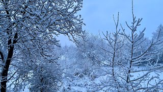 First snow for chausie cat who came from UAE to Ukraine [upl. by Icyaj430]