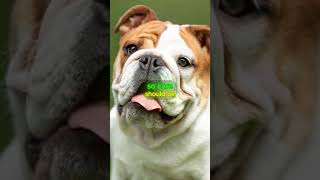 Top 3 Calm Dog Breeds for a Peaceful Home dog [upl. by Nirag780]