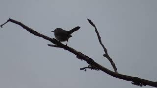 Bewicks Wren callsong [upl. by Koressa]