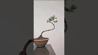 Starting a literati pine bonsai from scratch🌲 bonsai fyp howto tutorial diy easy slender [upl. by Nedrah]