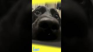 Ngủ đi ngen xuhuong funny pets thucung memes [upl. by Odlawso]