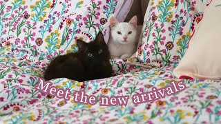 Meet the new arrivals amp Autumn Homesense haul 🐈‍⬛ [upl. by Maridel599]