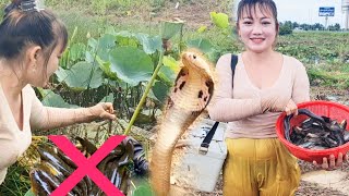 Thăm Lờ Cá Lóc Thất ThuXanh Mặt Khi Đụng Độ Với Rắn Ẩn Nấp Duới Đám Sen Và Cái Kết [upl. by Asseniv]