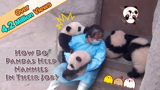 How Do Pandas Help Nannies In Their Jobs  iPanda [upl. by Macguiness]