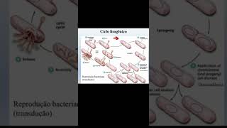 Ciclo Lisogênico [upl. by Einnig]