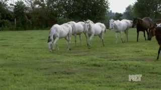 GALLOPING THOROUGHBREDS horses [upl. by Lrad]