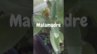 Malamadre 🌿🍃 viral foryou shortvideo shorts parati fyp nature fypシ゚viral [upl. by Adev]