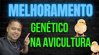 Avicultura e Melhoramento Genético [upl. by Esele]