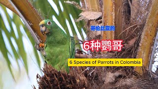 6 Species of Parrots in Colombia 哥伦比亚的6种鹦哥 [upl. by Nickles]