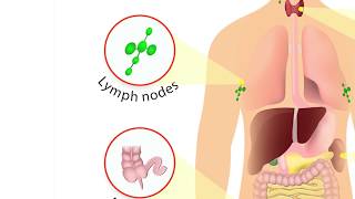 How does the immune system work What organs make up the Immune System [upl. by Hughett]