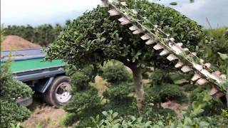 【Ilex】How to Pruning of Ilex crenata 【Japan】 [upl. by Enineg]