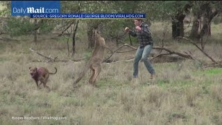 The Daily Joe Man Punches Kangaroo [upl. by Tamaru136]