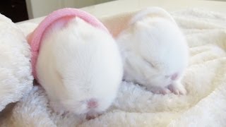 Cute baby bunnies in bunny hideaways [upl. by Fatima45]