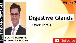 Digestive Glands liverHepatic lobuleGlissons capsule [upl. by Nyloj]