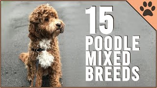 15 Poodle Mix Breeds That Will Melt Your Heart [upl. by Remoh]