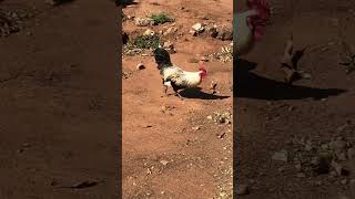 Rooster roaming around [upl. by Nicki]