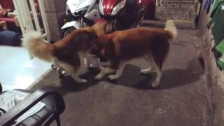 Alaskan malamute vs wooly husky [upl. by Auhesoj761]