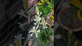 রজনী গন্ধা ফুলের গাছ  tuberose plant ॥ shorts youtubeshorts রজনীগন্ধা tuberoseplant [upl. by Reppep]