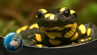 Nocturnal wanderer The fire salamander [upl. by Melleta33]