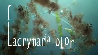 lacrymaria olor [upl. by Eilesor]