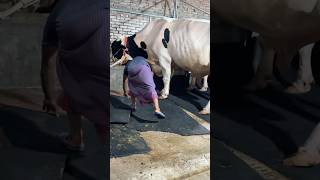 Worker Fixing Black Rubber Mat for Huge Bull Comfort 2024  Biggest Cattle Farming 2024 [upl. by Salokcin]