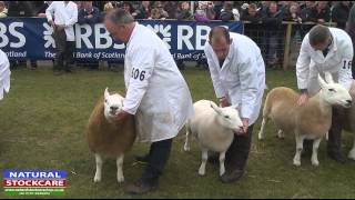 Interbreed pairs sheep at the Royal Highland Show 2013  courtesy of Natural Stockcare [upl. by Klimesh]