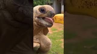 Redfooted tortoise Aldabra giant tortoise  Floreana giant tortoise GalapagosTortoise [upl. by Colombi959]