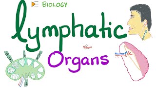 Lymphatic Organs  Primary vs Secondary [upl. by Hasheem163]