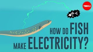 How do fish make electricity  Eleanor Nelsen [upl. by Gala755]