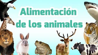 Clasificación de los animales por su alimentación  Carnívoros herbívoros omnívoros insectívoros [upl. by Schoenberg]