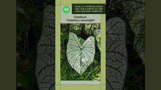 Caladium Caladium moonlight shorts plantas caladium [upl. by Enrichetta]