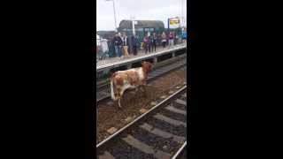 Bizarre video of cow on rail track stopping a train [upl. by Arlo]