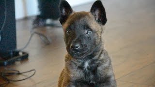 Belgian Malinois—Mishka—6 Weeks Old [upl. by Frame]