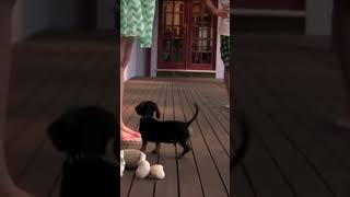 Funny Dachshund Adorably Protects Pet Parent [upl. by Wills307]