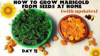 How to Grow Marigold From Seeds With Updates [upl. by Ellevehc]