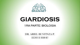 GIARDIASIS I  GIARDIA lamblia ciclo de biológico biología  PARASITOLOGÍA [upl. by Erle]