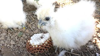 Chicks Unusual Feast Removing a Hornet Nest [upl. by Ver]