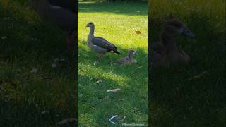 Adult Egyptian goose and Goosling  Erwachsene Nilgans und Gössel Herrngarten Darmstadt [upl. by Okomot]