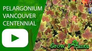 Pelargonium vancouver centennial  grow amp care [upl. by Ylen]