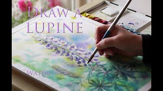 Draw lupine flowers／ルピナスの花を描く（Watercolor／透明水彩） [upl. by Snahc]