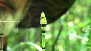 Equisetum hyemale releases spores [upl. by Ennovart]