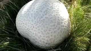 Giant Puffball Mushroom in Oregon [upl. by Jareb]