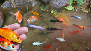 catching colorful ornamental fish betta fish koi fish channa manfish catfishguppymollyturtle [upl. by Anitsihc]