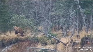 Katmai Brooks Falls cam Bear 480 Otis chased bear 708 11022023 [upl. by Eittap]