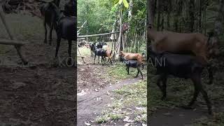 Daerah Agraris Sangat Cocok Beternak Kambing  peternakankambing kompaktarakani animals goat [upl. by Finley]