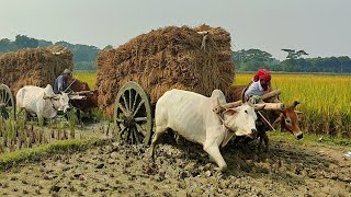 Bullock cart ride  paddy from the ditch with bullock cart [upl. by Niassuh923]