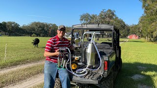 How to machine milk a cow for beginners [upl. by Crow]