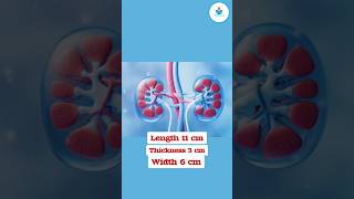 human kidney structure and function [upl. by Sachiko]